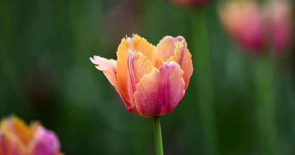 The five senses of spring: How climate change is shaping our experience of the season