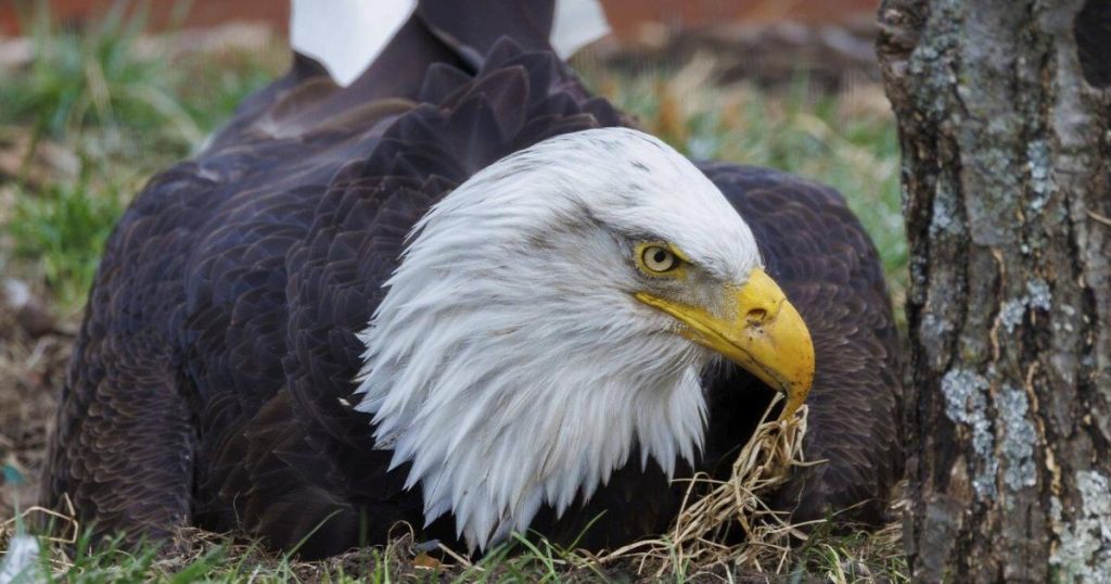 Murphy, a beloved bald eagle who became a foster dad, dies following violent storms in Missouri
