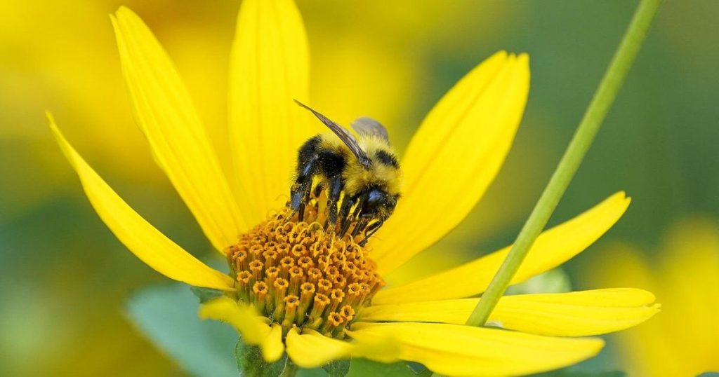 ‘Sobering statistic:’ One-fifth of pollinators in North America at extinction risk