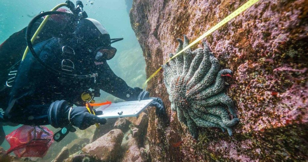 Critically endangered sunflower sea stars are seeking refuge in B.C. fiords