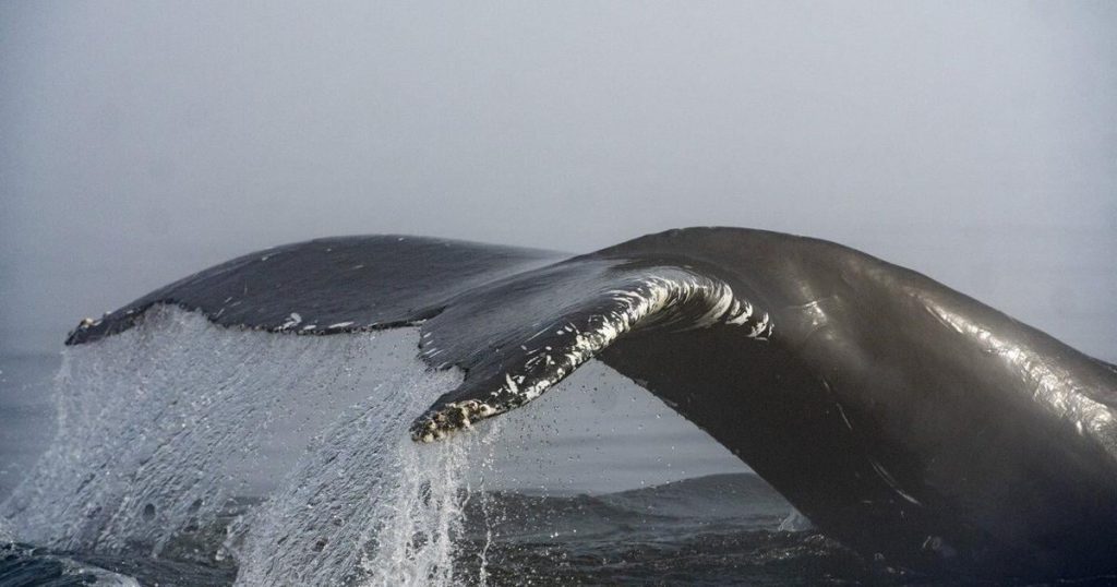 Whales migrations changed as seas warmed. But can they keep pace with climate change?