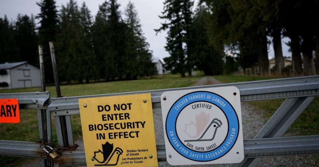 With 8.7m birds dead, B.C. farmers assess avian flu toll, and worry about what’s next