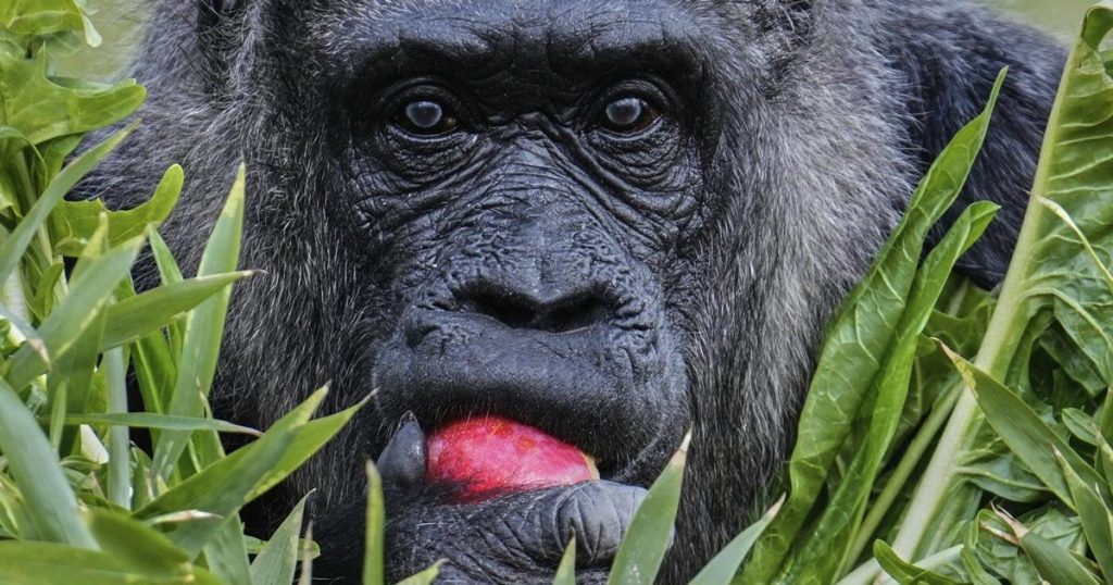 Fatou, the world’s oldest gorilla in a zoo, is celebrating her 68th birthday in Berlin