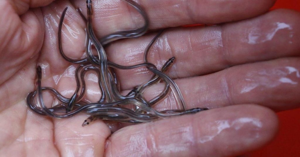 Elver fisher from Millbrook First Nation charged for allegedly assaulting officer