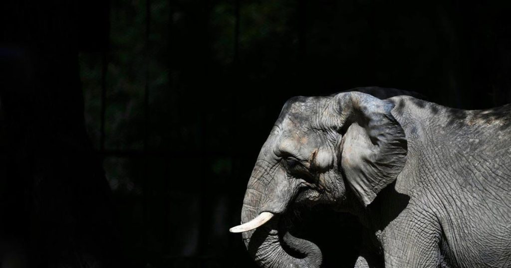 Pupy the elephant heads to a vast Brazilian sanctuary after 30 years in an Argentine zoo