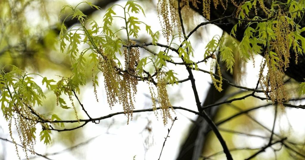 Spring allergies are back. Here’s how to check pollen levels and keep from sneezing