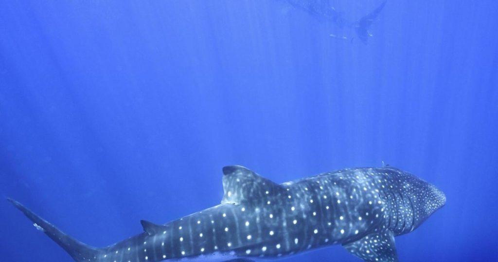 Where do whale sharks mate? The search to learn where the magic happens for the world’s biggest fish