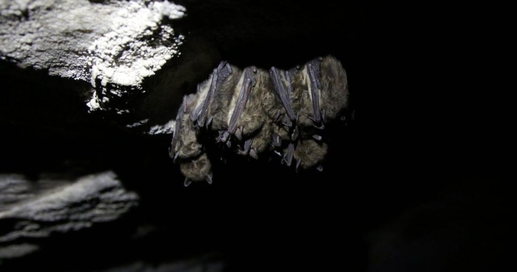 Bat infestation plaguing N.B. high school results in closure for remainder of year