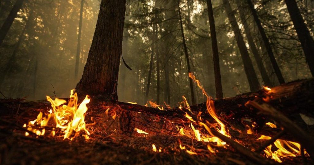 Planned burn could have killed trapped firefighters, says B.C. safety report