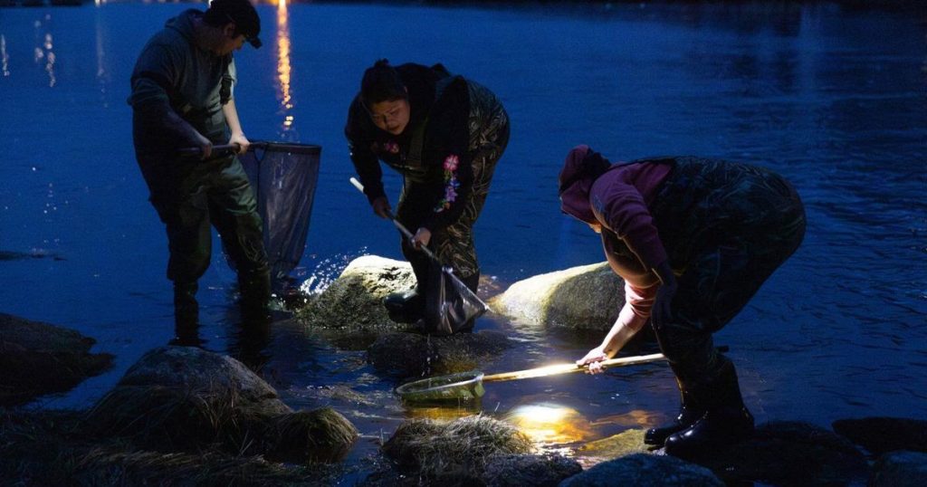 Baby eel fisher calls for enforcement against illegal harvesting on N.S. river