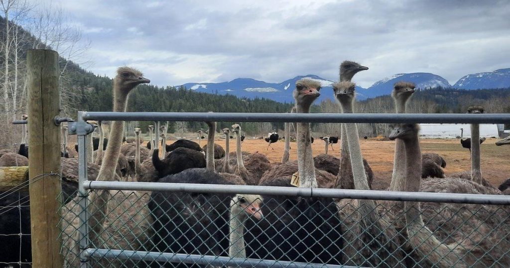 Federal judge says cull of 400 ostriches at B.C. farm hit by avian flu can proceed