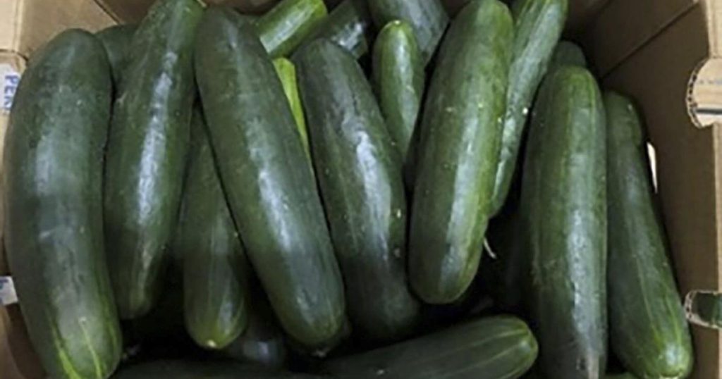 Dozens sickened in expanding salmonella outbreak linked to recalled cucumbers