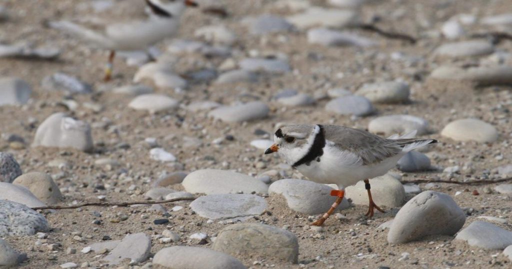 Environmental lawyers tell courtroom Ottawa’s protections for piping plovers flawed