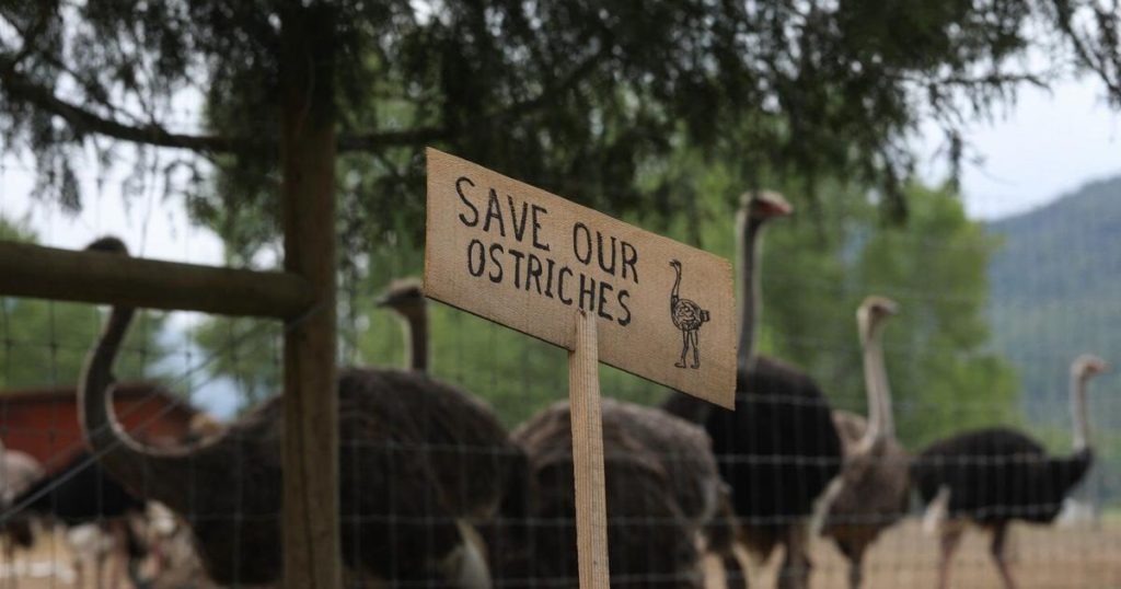 RCMP visits B.C. ostrich farm to prepare for potential arrests
