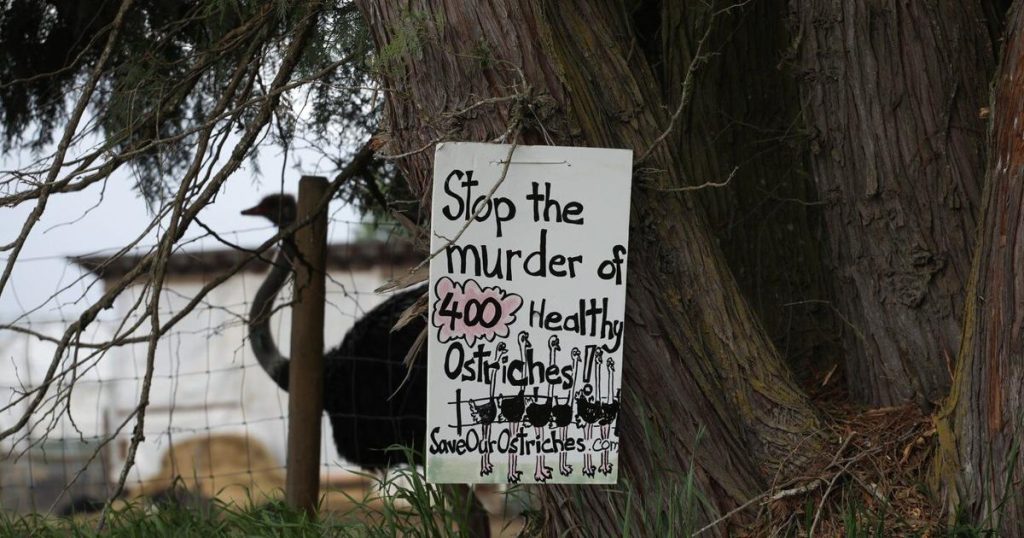 CFIA fines B.C. ostrich farm over avian flu violations, says cull planning goes on