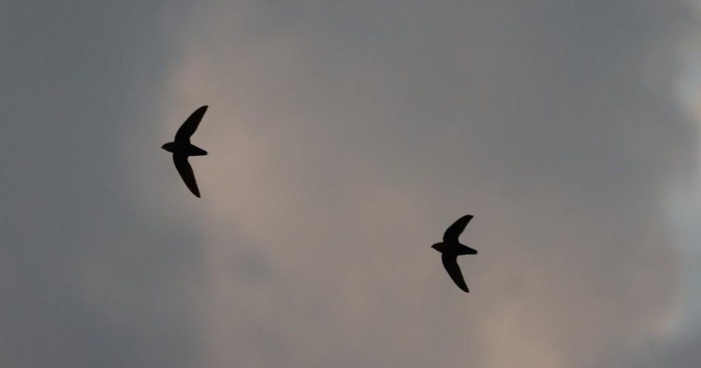 Influx of chimney swifts in N.B., promising sign for threatened species: experts