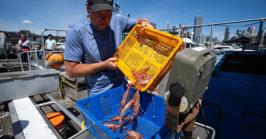 China tariffs bite into B.C. spot prawn season, but foodies queue for kiss of the sea
