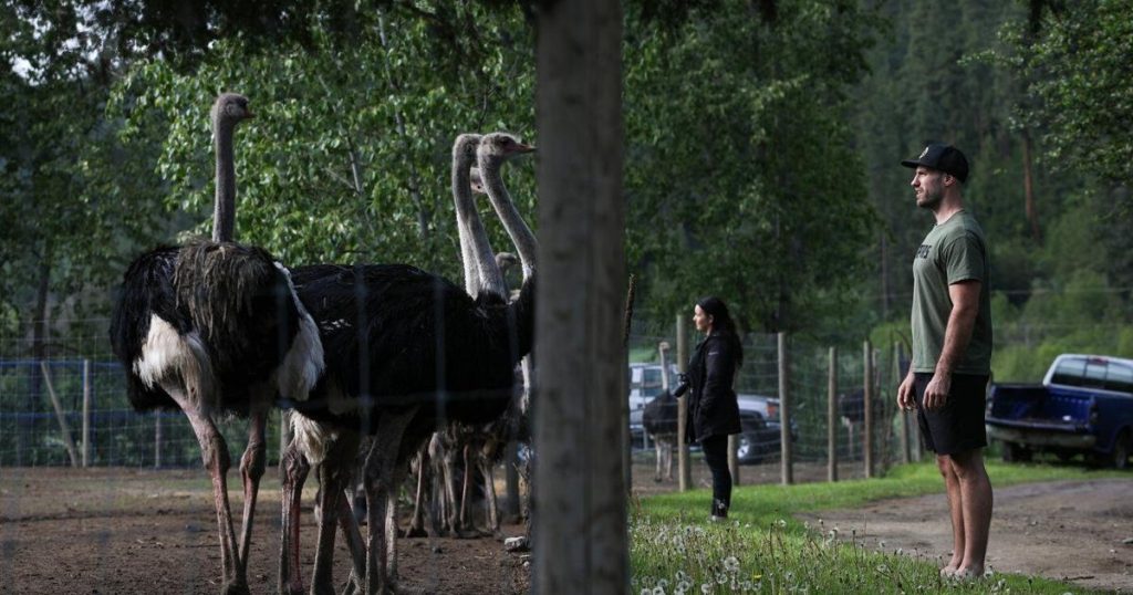 Federal Appeal Court grants B.C. ostriches stay of cull pending appeal