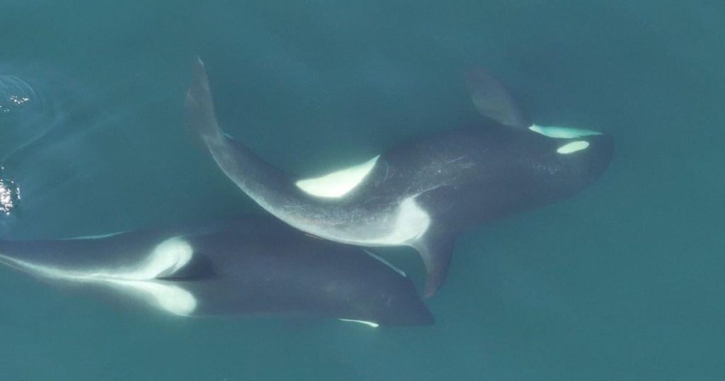 Orcas use kelp tools to groom and bond off B.C.’s coast, study suggests