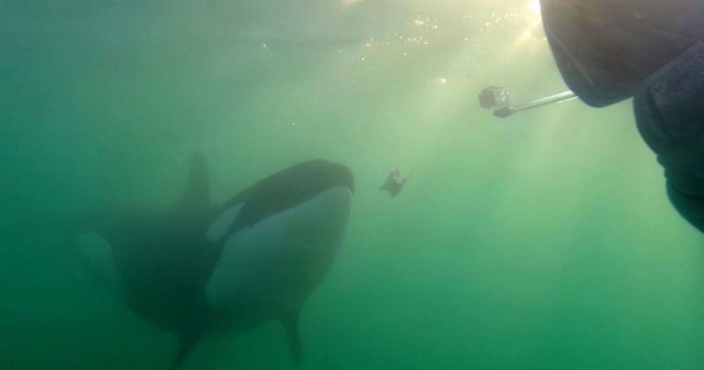 Orcas sharing prey with humans may be trying to learn ‘who we are,’ researcher says