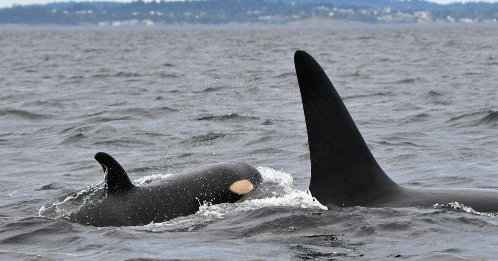 Scientists map recovery for endangered orcas off British Columbia’s coast