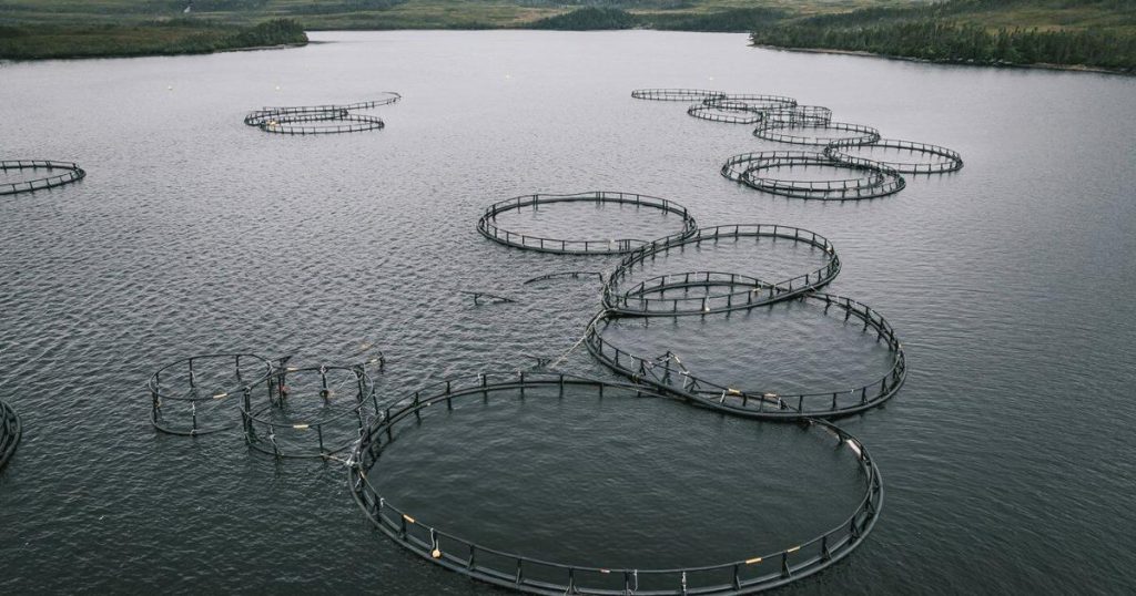 Aquaculture waste along Newfoundland coast is not harming fish: federal government
