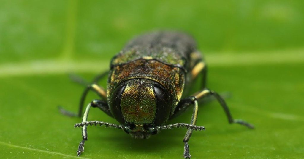 How a tree-killing beetle chose wrong human to fly into, revealing presence in B.C.