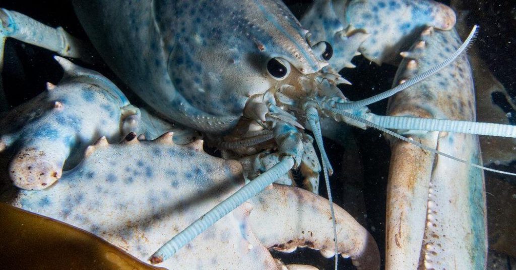 Pair of rare, multicoloured lobsters new summer stars of Dartmouth ocean centre