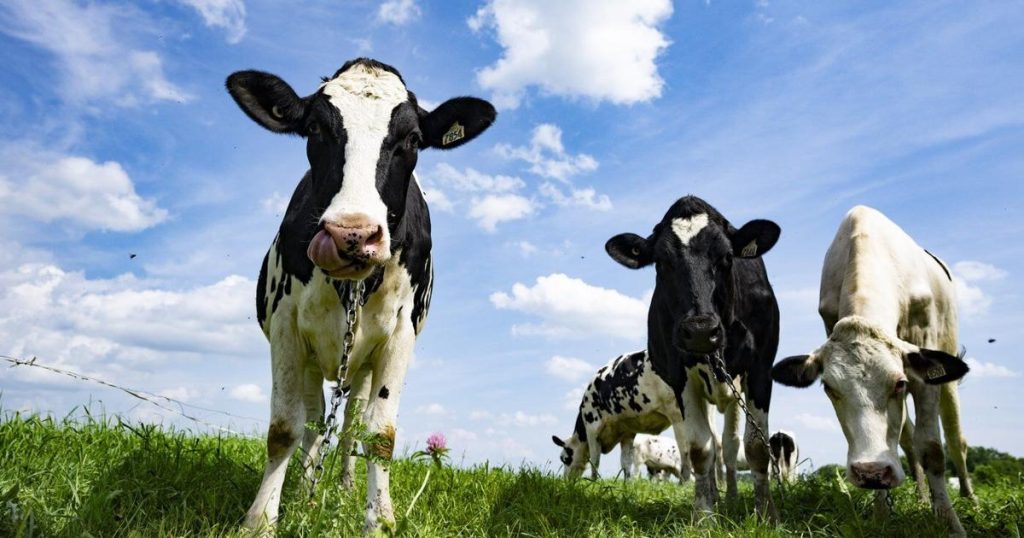 Canada, New Zealand settle trade dispute regarding supply management of dairy sector