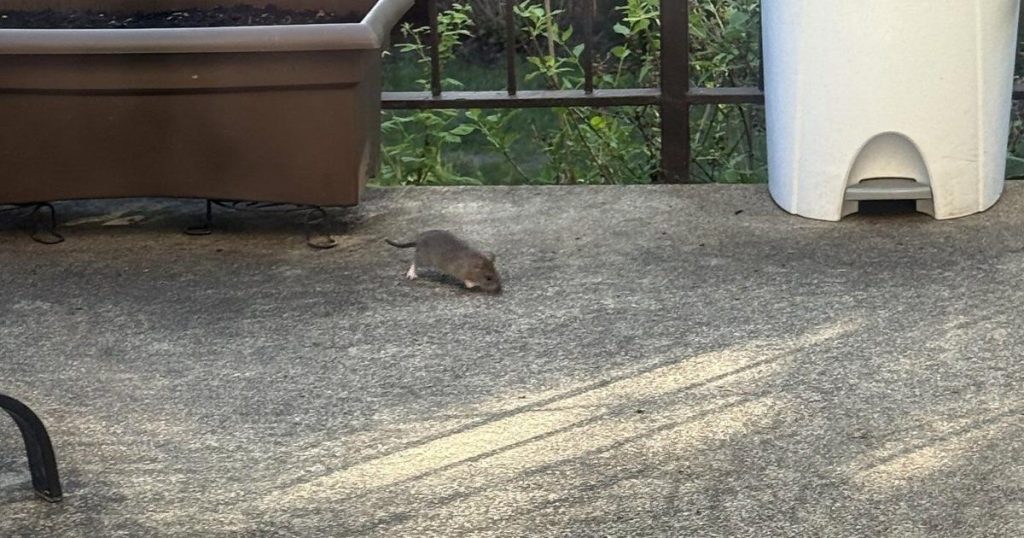 Rat complaints on the rise in Montreal as critics demand city take action