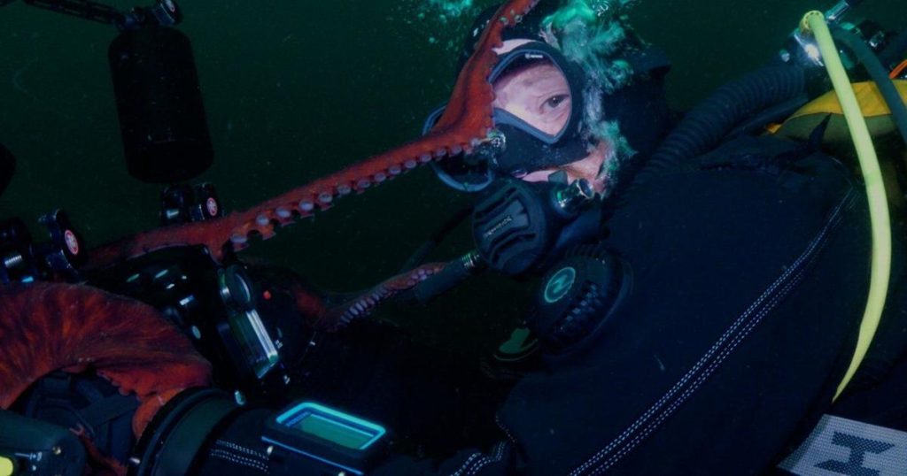 Giant Pacific octopus shoots video of itself after claiming camera from B.C. divers