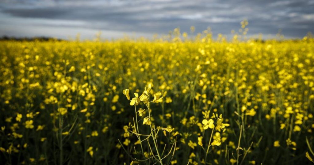 China to impose 75.8 per cent tariffs on Canadian canola, industry braces for impacts