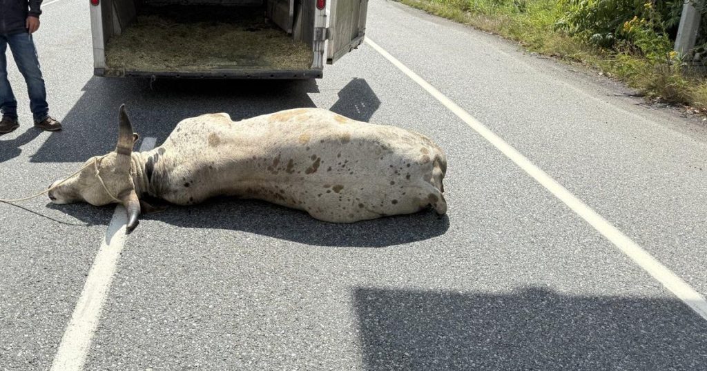 Loose bull forces highway closure in Abbotsford, B.C.