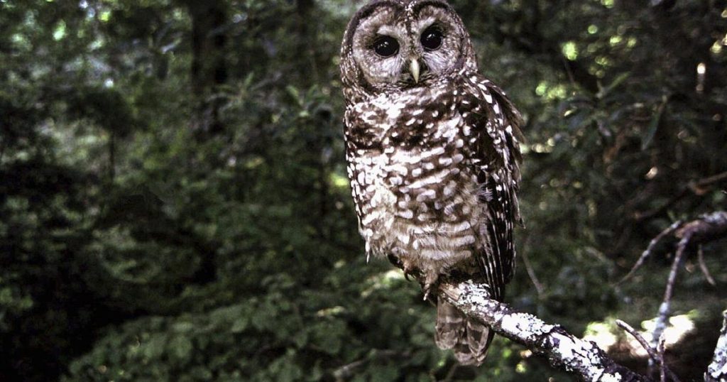 Forestry audit scheduled for B.C. licence for land covering spotted owl habitat