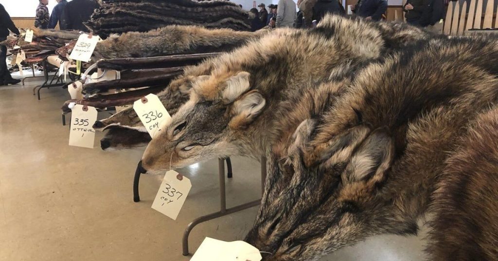 For trappers, the land is their office — wildfires have them bracing for the worst