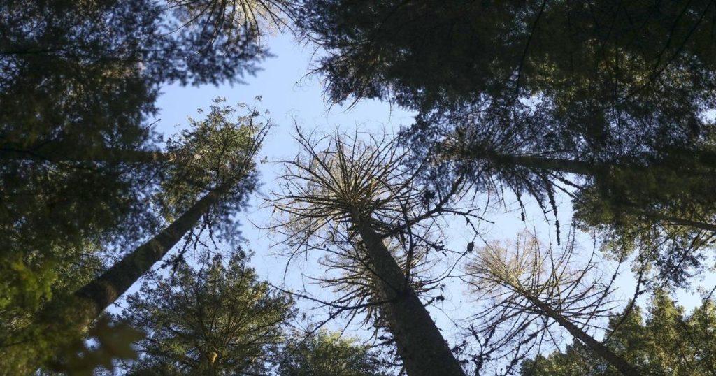 When heat and drought stress trees, the consequences can be tragic