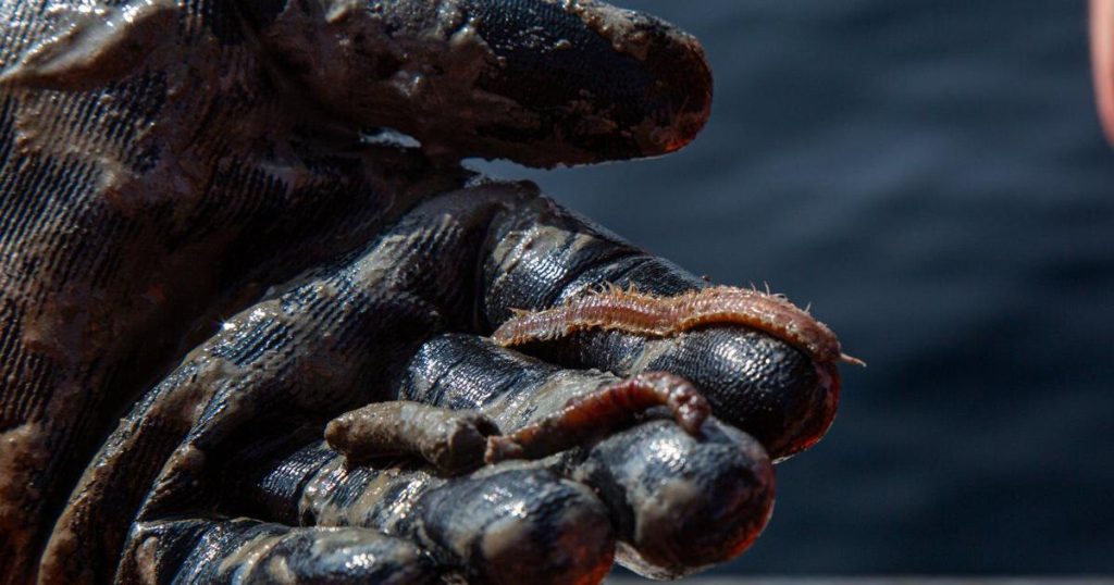 Making mud sexy: Scientists search for climate change answers in Quebec sea floor