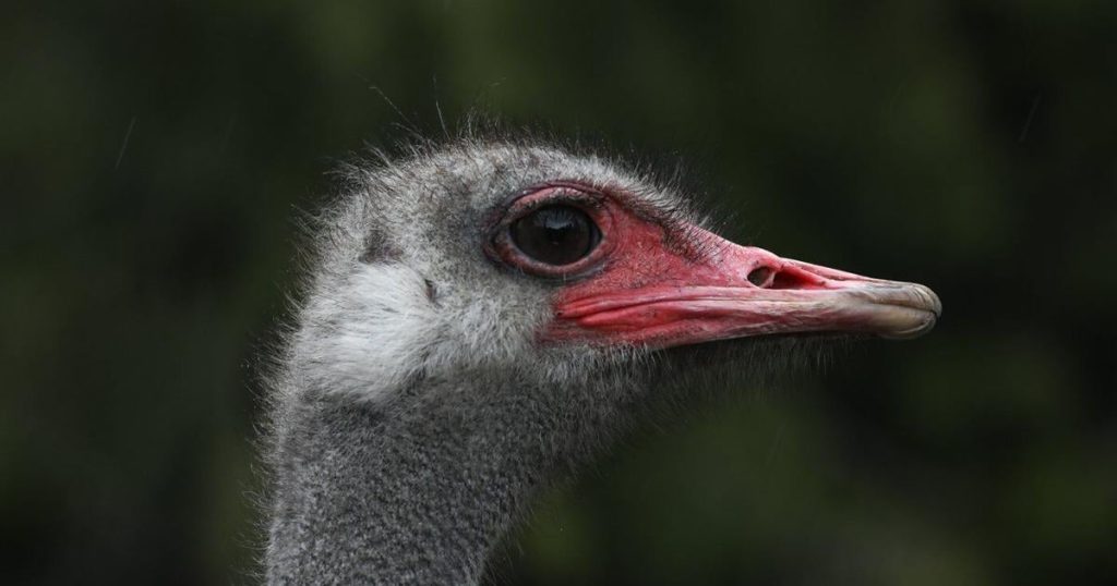 Dr. Oz says B.C. ostriches may have valuable avian flu secrets and should be saved