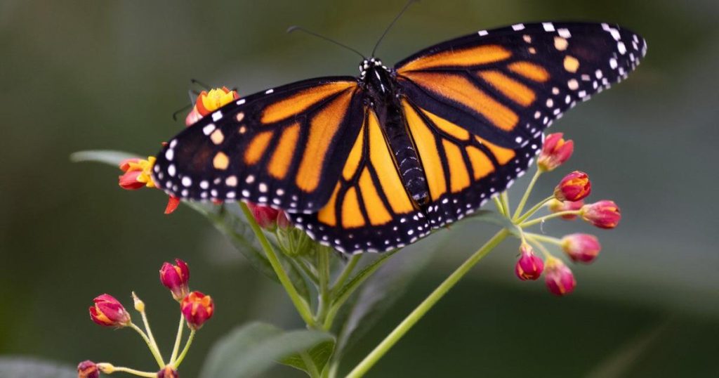 Co-ordinated plan needed to save ‘alarmingly low’ monarch butterfly population: study