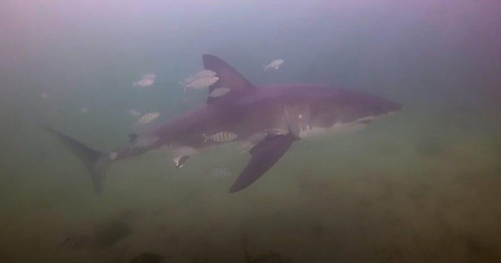 Divers come face to face with Great White Shark at Fox Point Beach in Nova Scotia