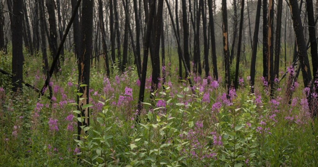 Tourism operators’ bottom line burned by another summer of wildfires
