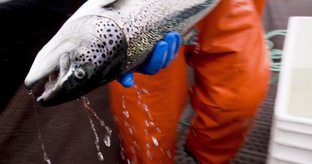 About 400,000 salmon dead across three fish farms in Newfoundland