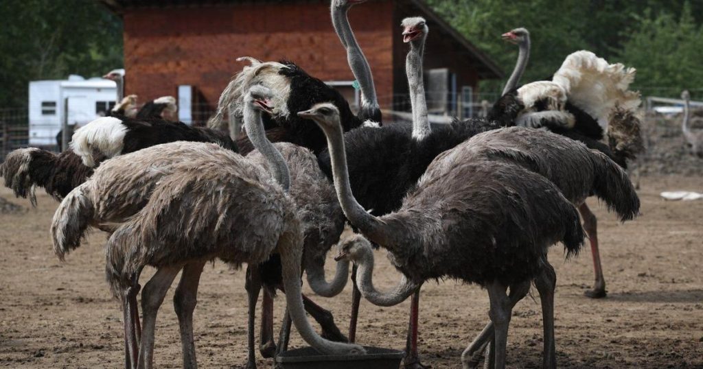 CFIA says ostrich farm report backing stay of cull improperly seeks scientific ruling