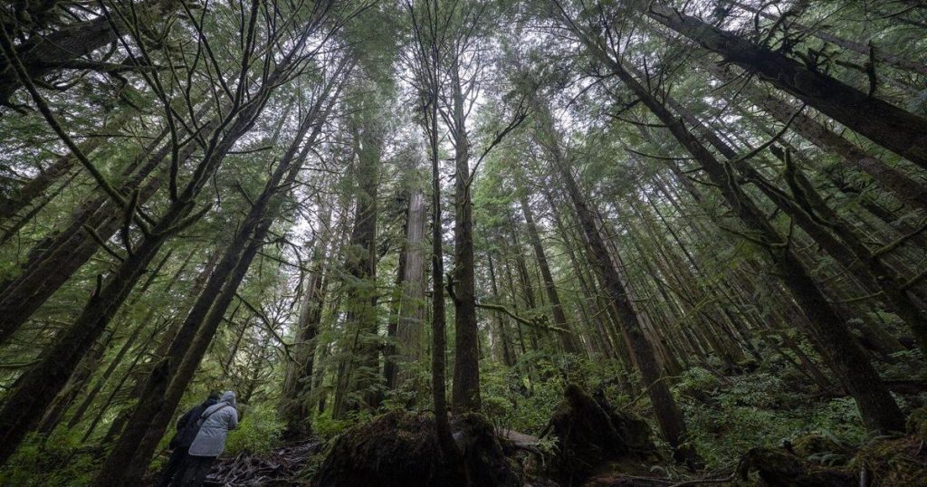 Logging firm wins injunction to halt Walbran Valley blockade on Vancouver Island