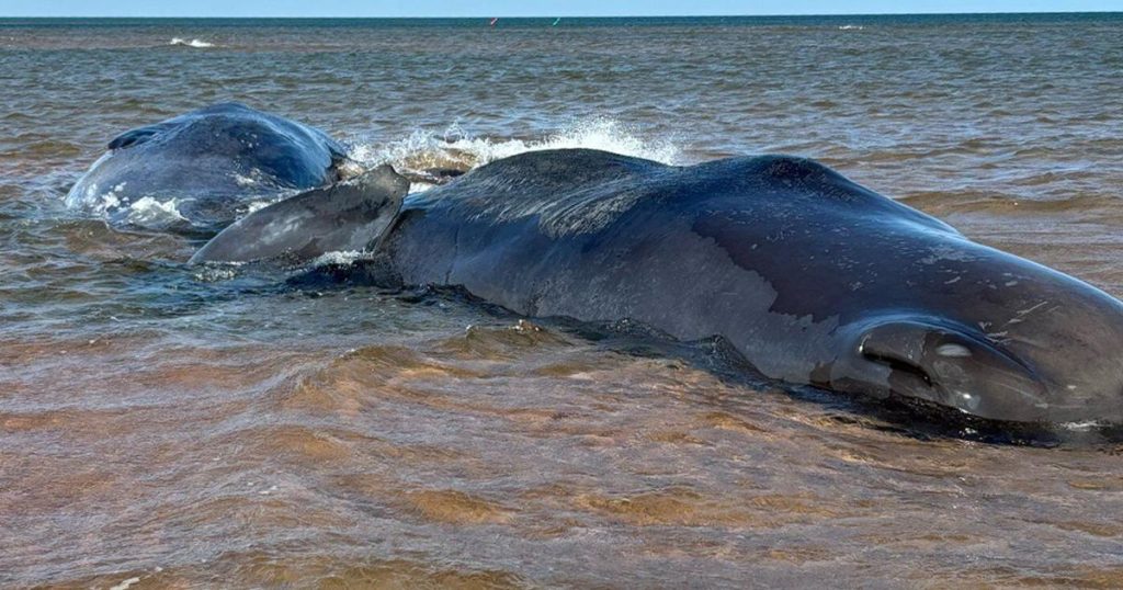 All three beached sperm whales in P.E.I. dead: conservation group