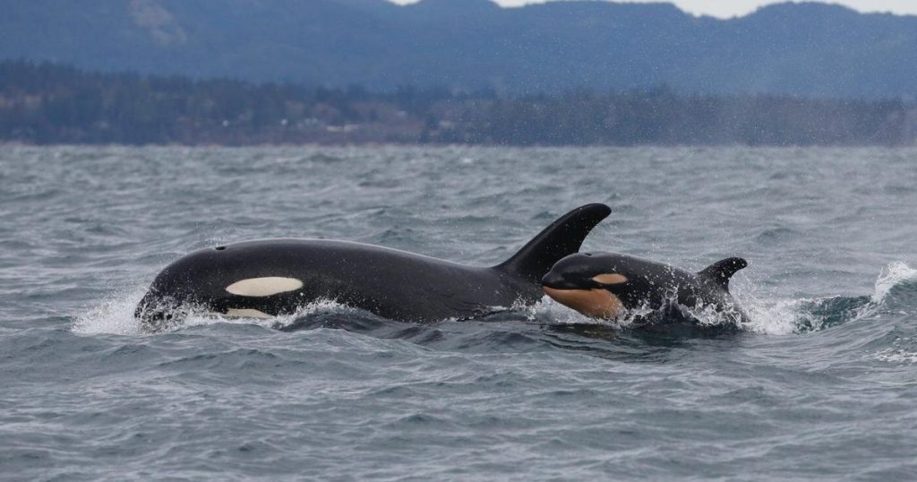 Southern resident killer whales show signs of slow decline toward disappearance