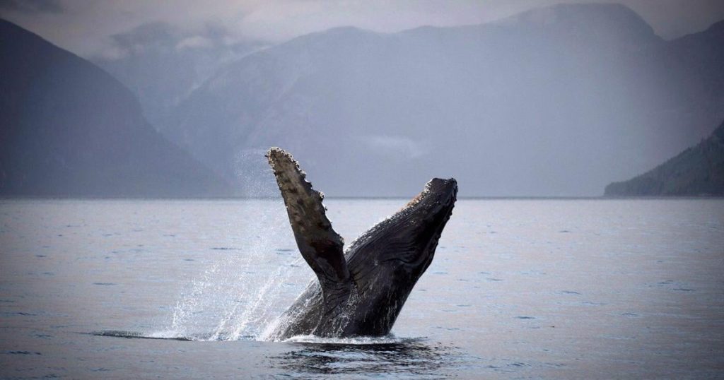 Humpback calf seen with deep gash after reported ferry strike off Vancouver