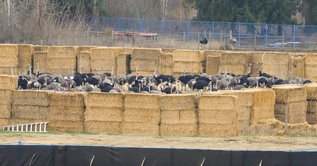 ‘Couldn’t stomach it’: Ostriches loaded in bins after shooting cull stuns protesters