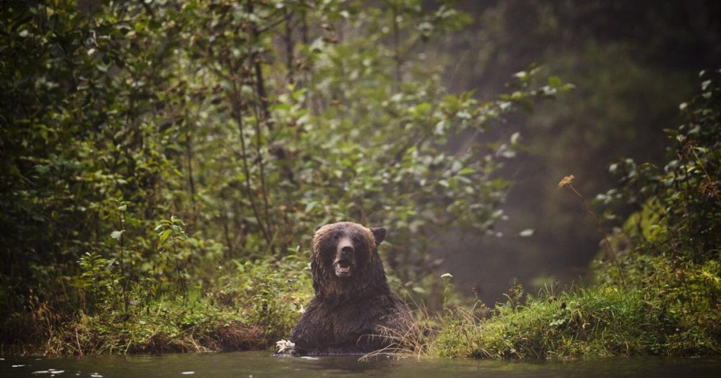 Search continues for grizzly that attacked students, teachers at B.C. trail