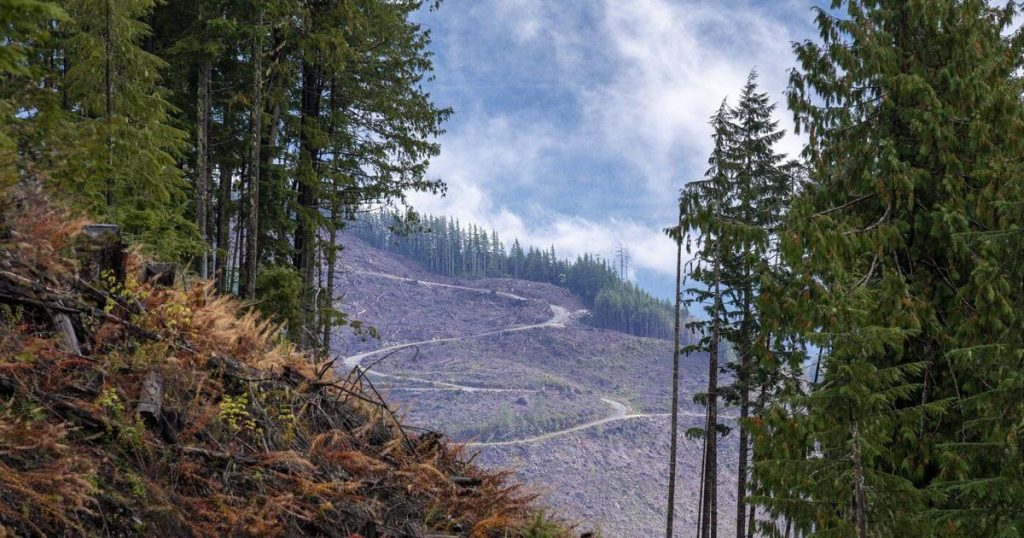Document reveals approval to harvest remnant old-growth in B.C.’s northwest